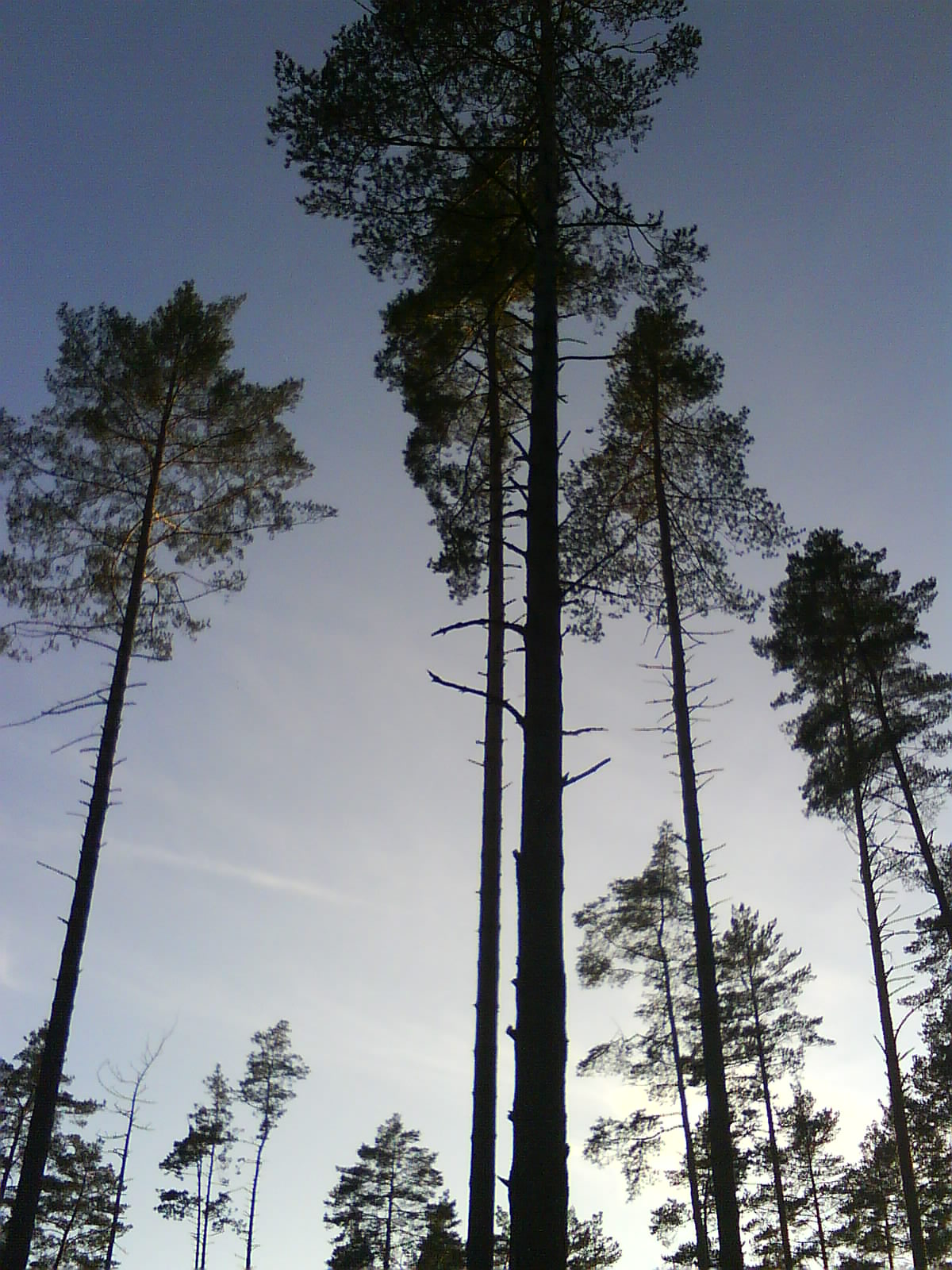 east silvan scenes, pine forest, forest trees, dense forest, forest