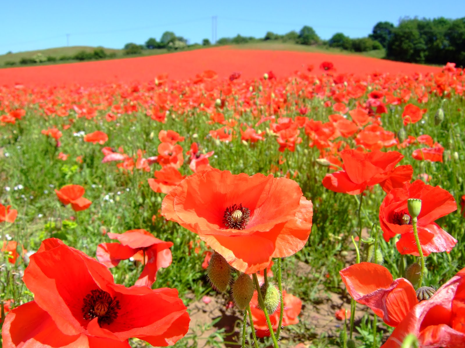 Horaires Des Séances Du Film Poppy Field