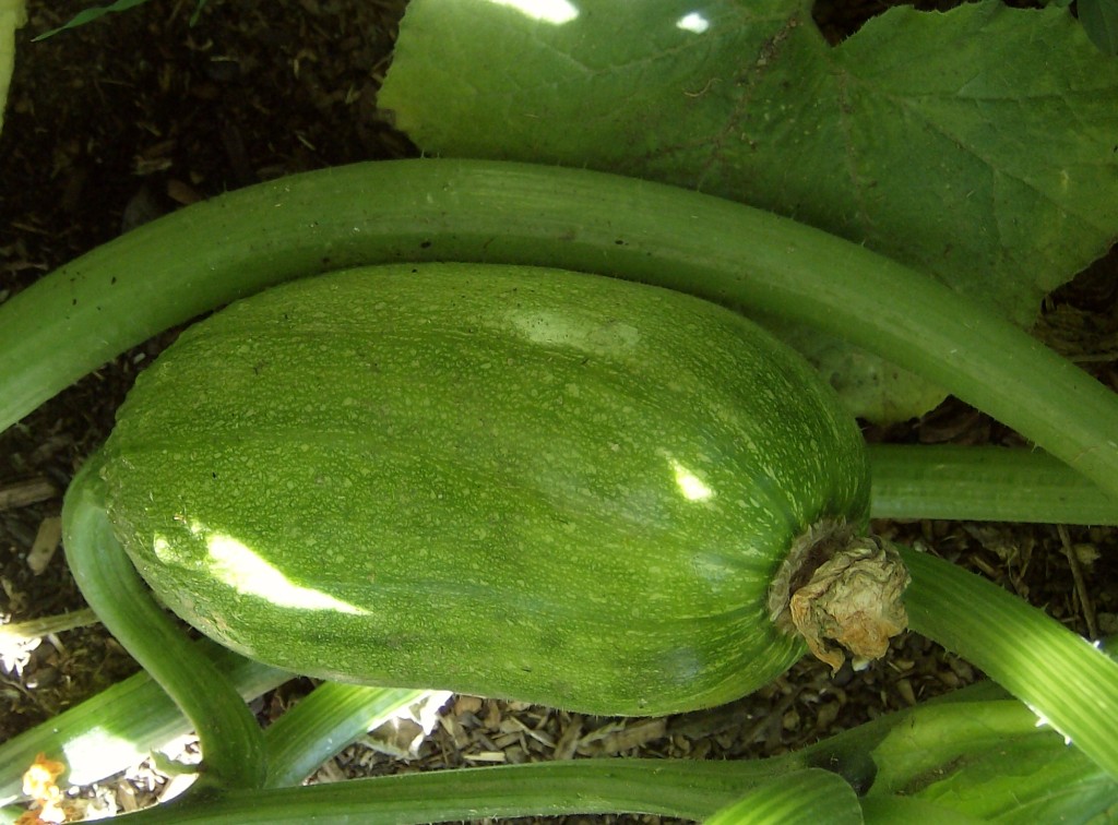 [Summer2009+106.jpg]