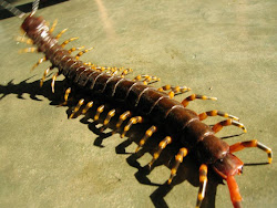 how big can house centipedes get 2