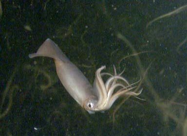 Real Monstrosities: Humboldt Squid