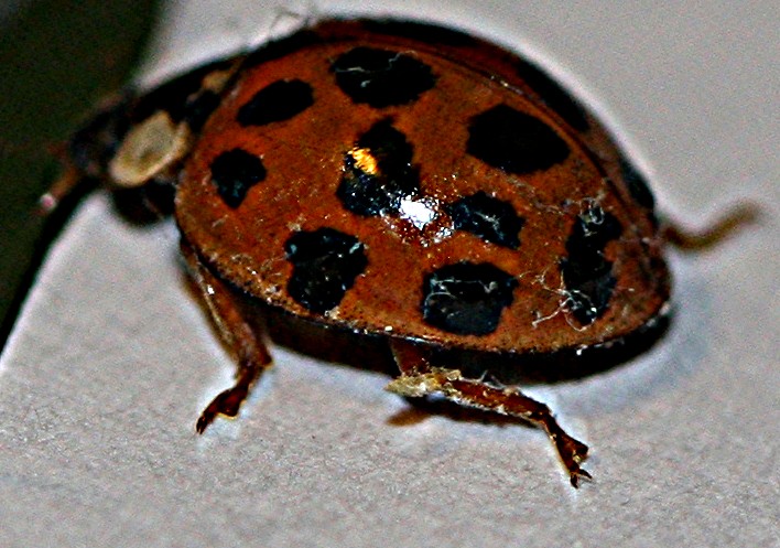 [Ladybug+004.jpg]