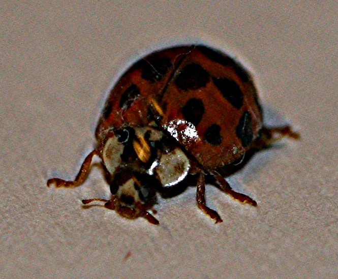 [Ladybug+007.jpg]