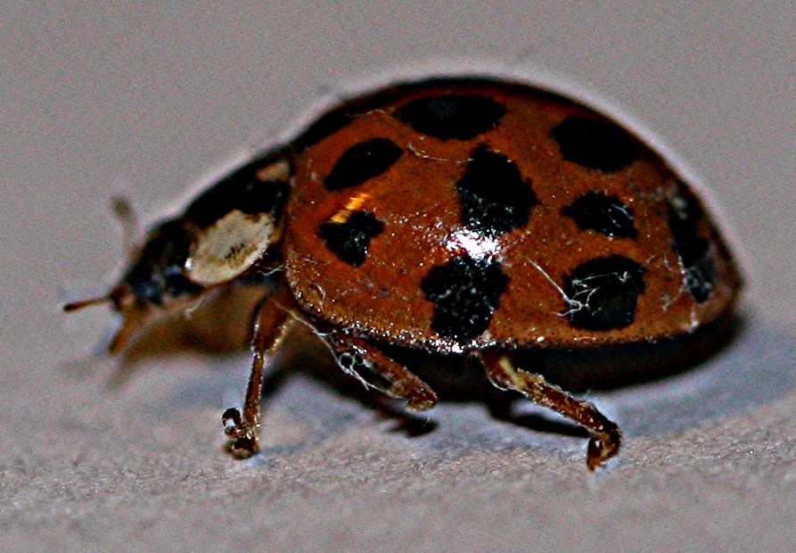 [Ladybug+010.jpg]