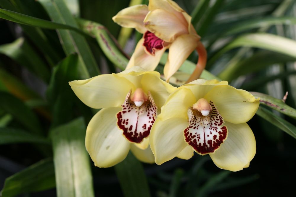 [Stowe+flowers+073+[].jpg]