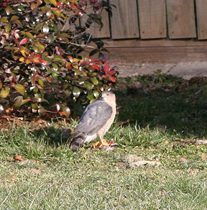 [hawk4+red+eye+out.jpg]