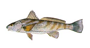 Sea mullets Clearance