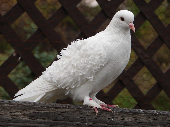 beauty-birds-types-of-doves