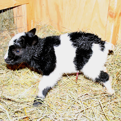 goats+088+%282%29.JPG