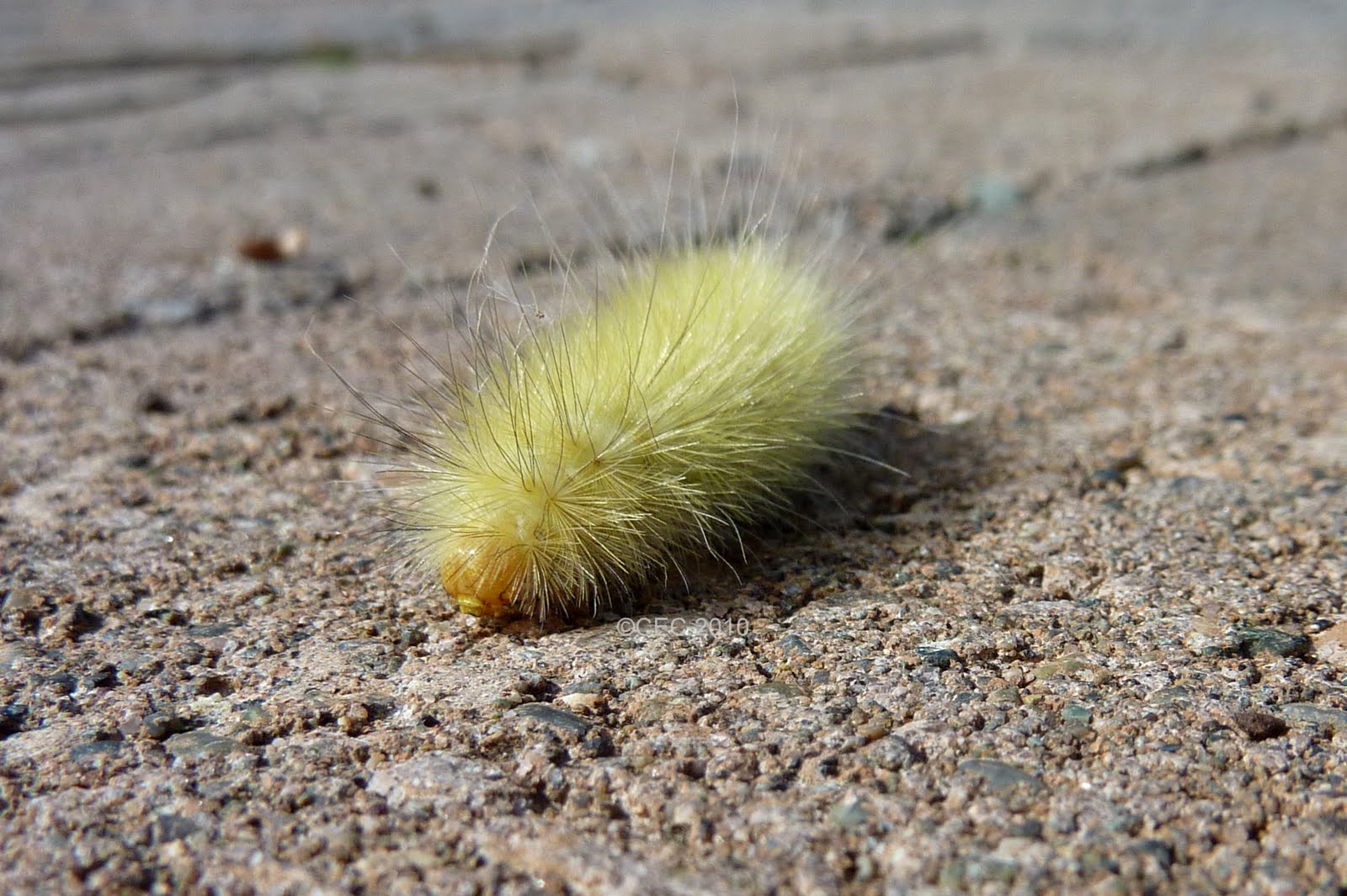 Gardener's Roost Yellow Fuzzy