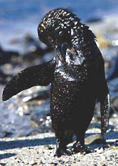 Oiled penguin