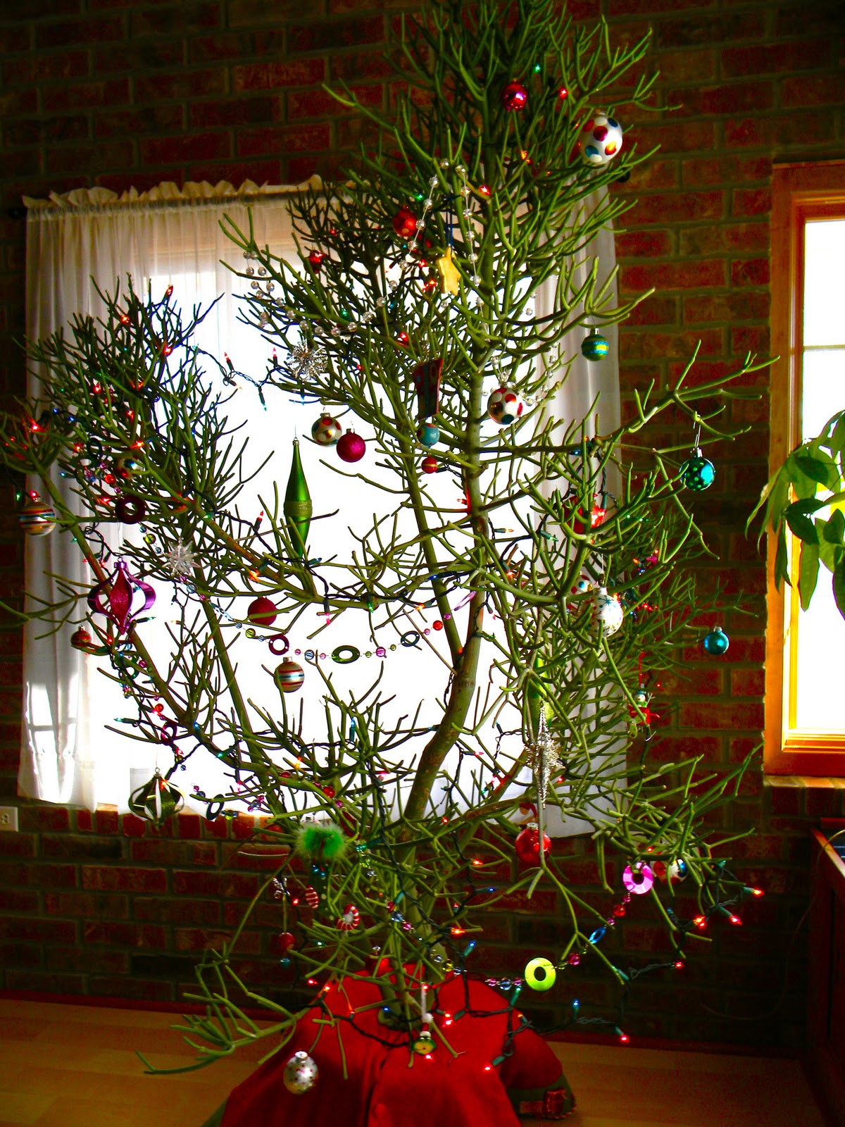 O Christmas Tree, O Euphorbia Tree! How Pencily Are Your Branches!