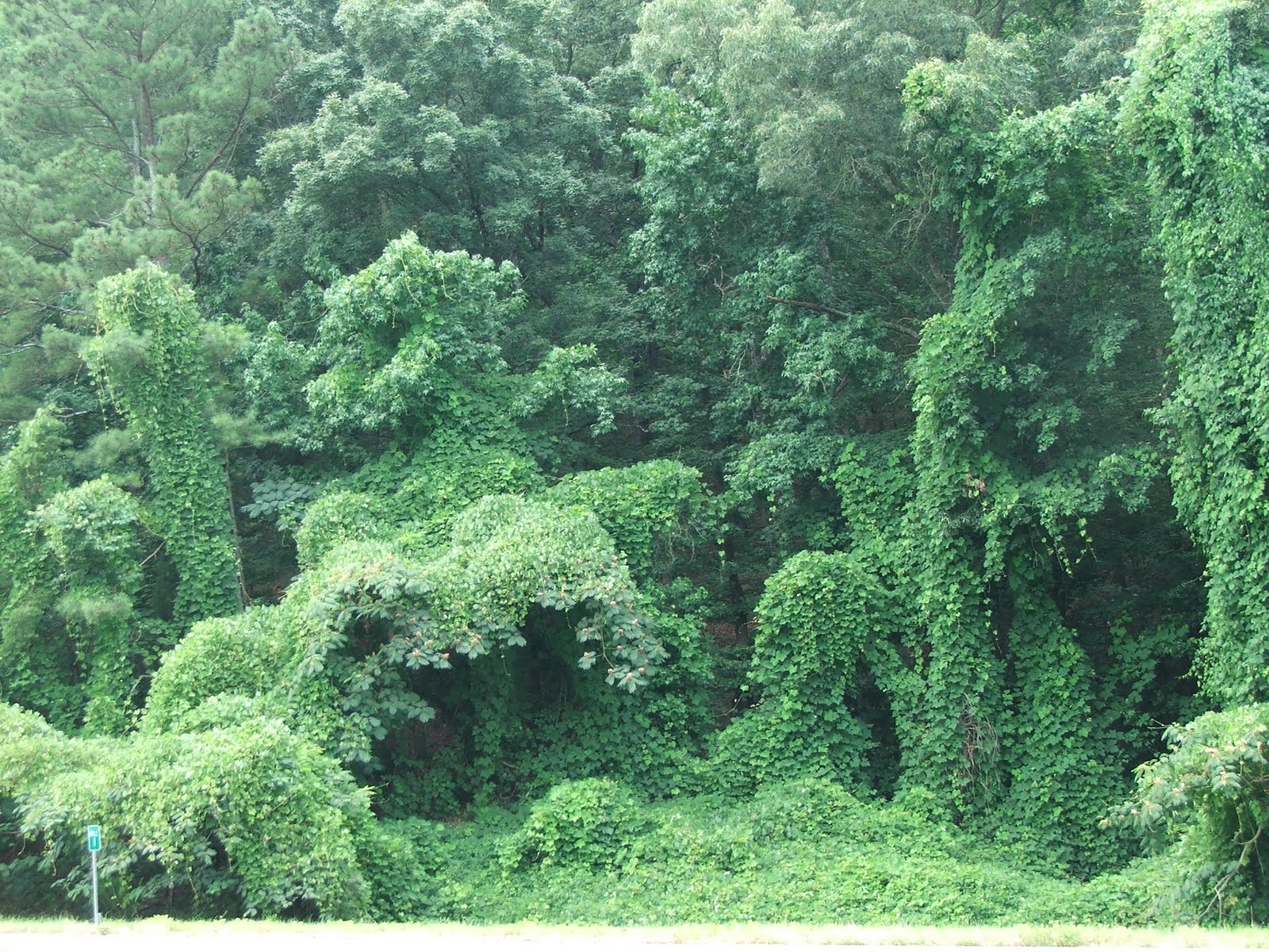Southern Comfort KUDZU THE VINE THAT ATE THE SOUTH