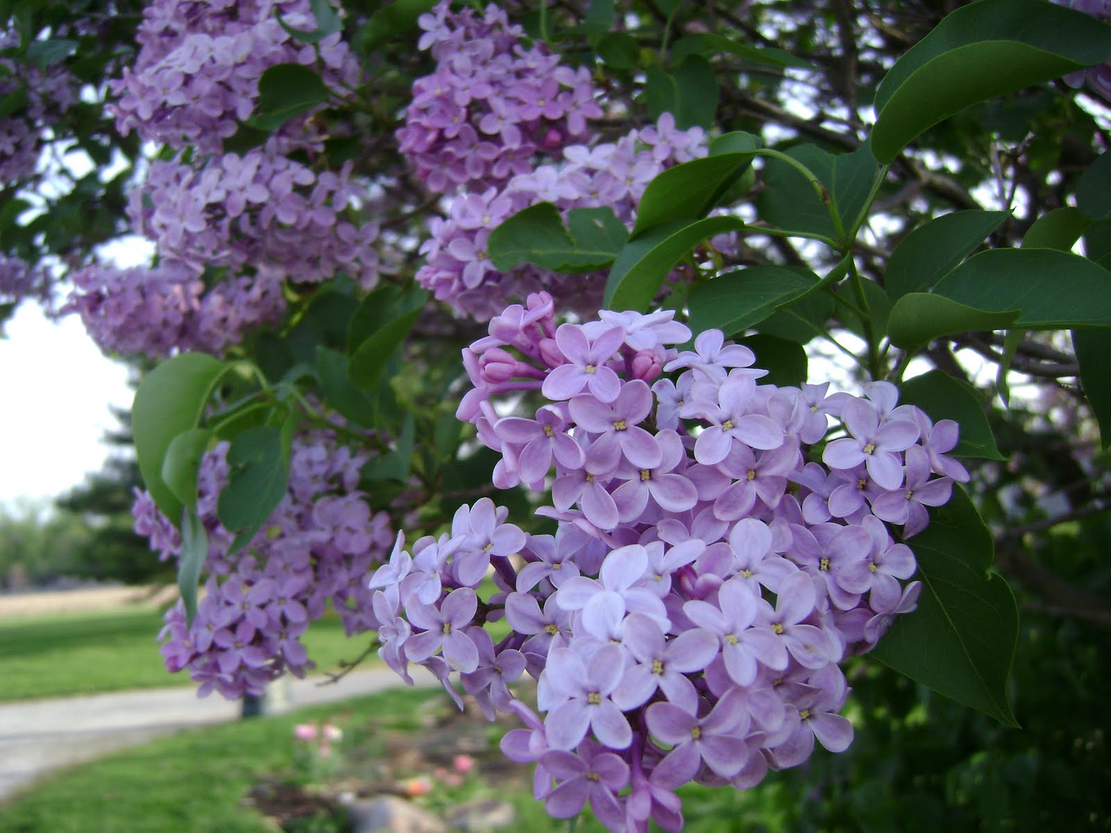 Prairie Rose's Garden Tuesday This and That*