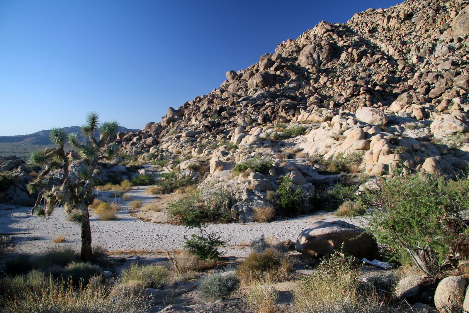 JOSHUA TREE LOCATION Joshua tree at Main Wash