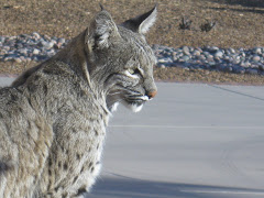 Bobcat by Our Front Door Last Week