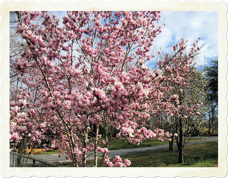 Sew Dear To Me What's Blooming in South Carolina Now...