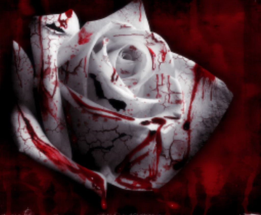 imagenes de rosas rojas con sangre y con movimiento  - Rosas Con Sangre Imagenes