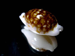 Cribrarula cribraria niger