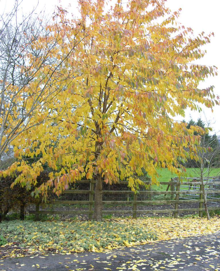 Kelli's Northern Ireland Garden: Autumn thru the trees