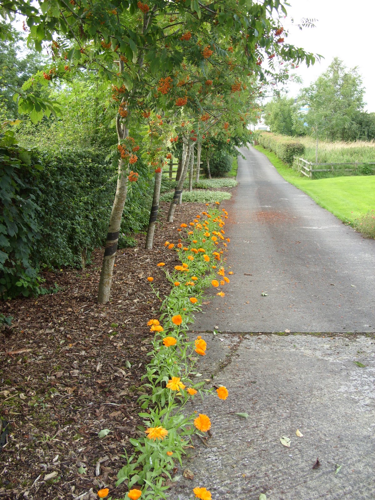 Kelli's Northern Ireland Garden: My Garden
