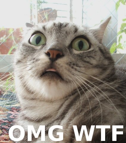 https://3.bp.blogspot.com/_C4Fe9H5Maso/TQd_FEgTKpI/AAAAAAAAAFU/y1UA2ZBv3DI/s1600/omg_wtf_cat.jpg