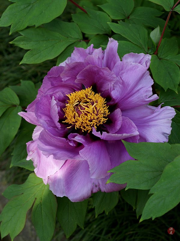 FROM THE GARDEN OF ZEN: A Botan (peony) flower in Kencho-ji temple
