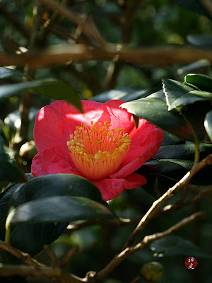 Randy Meg S Garden Paradise Fall Camellias Puffballs
