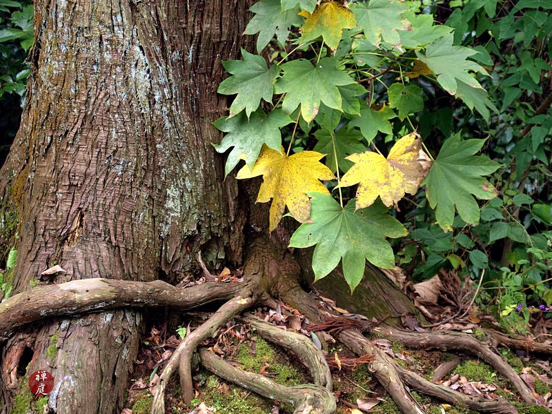 Urban Landscape Native Landscape Fatsia Japonica