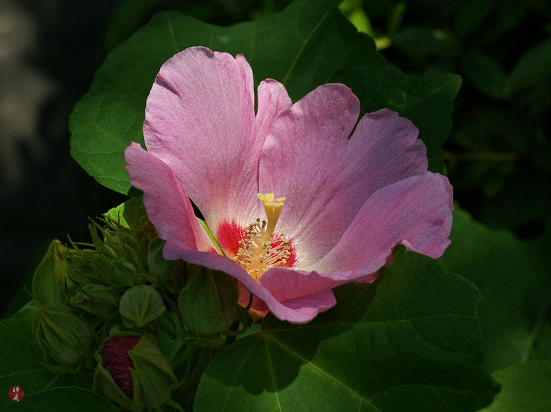 Davy S Louisiana Gardening Blog Pink Hydrangeas