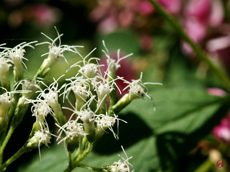 Four Seasons In Japan Hydrangea 2