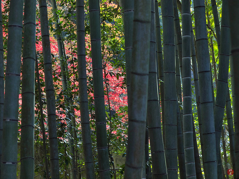FROM THE GARDEN OF ZEN Bamboo grove in Kodaiji (Kyoto)