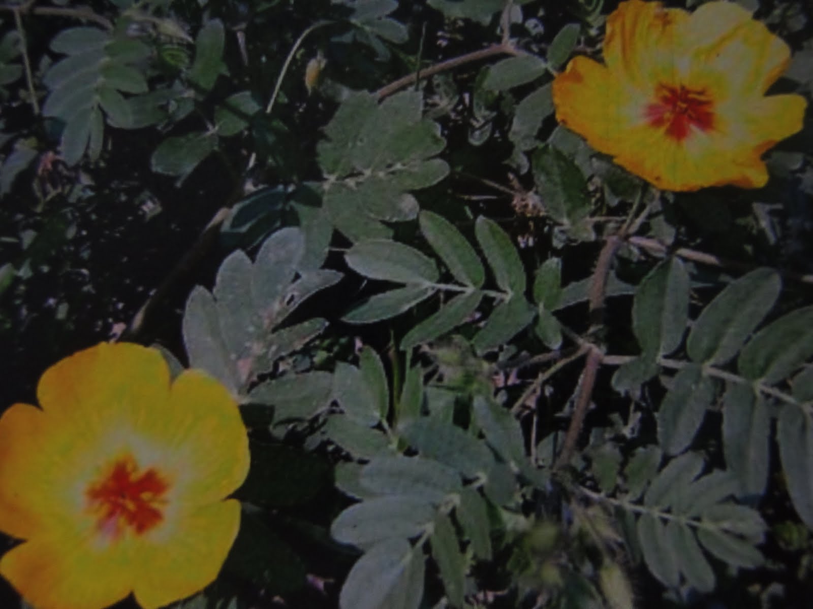 Avery Wood Biome Brittle Bush Picture