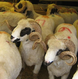 ذبائح عيد الأضحى