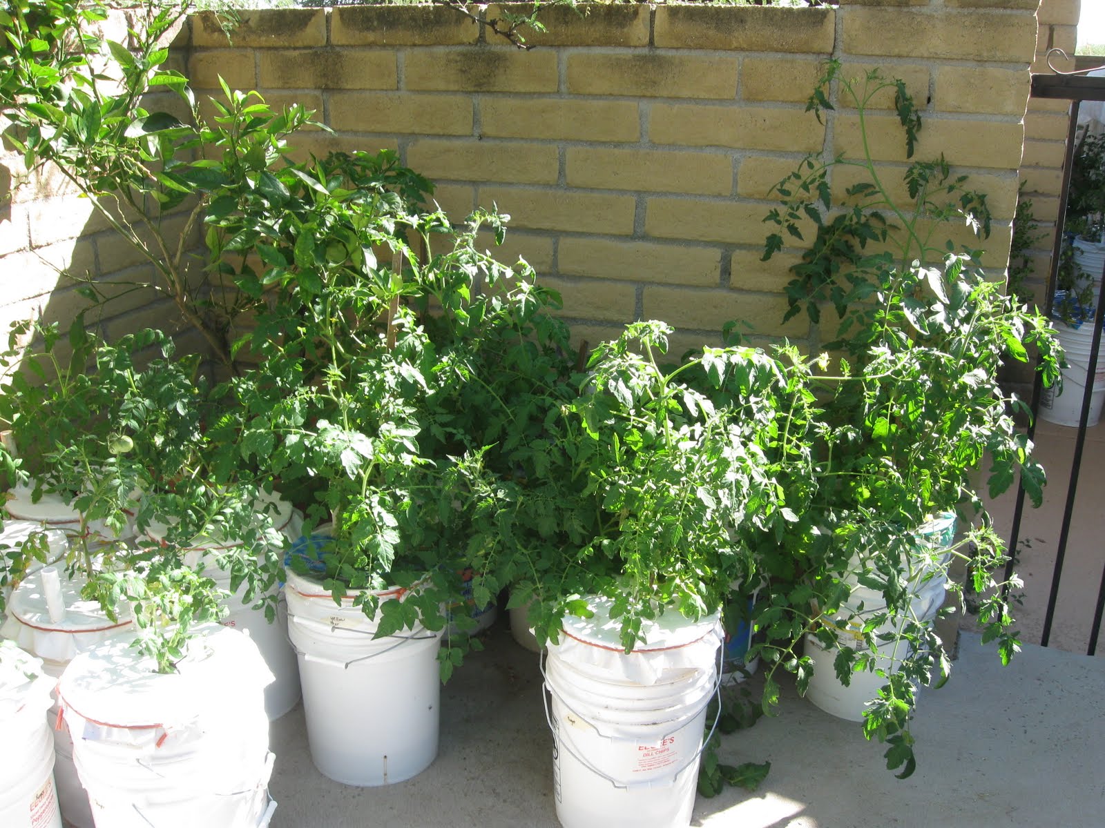 Hotspot: Gardening in the Desert: SIP-Sub Irrigated Planter Buckets