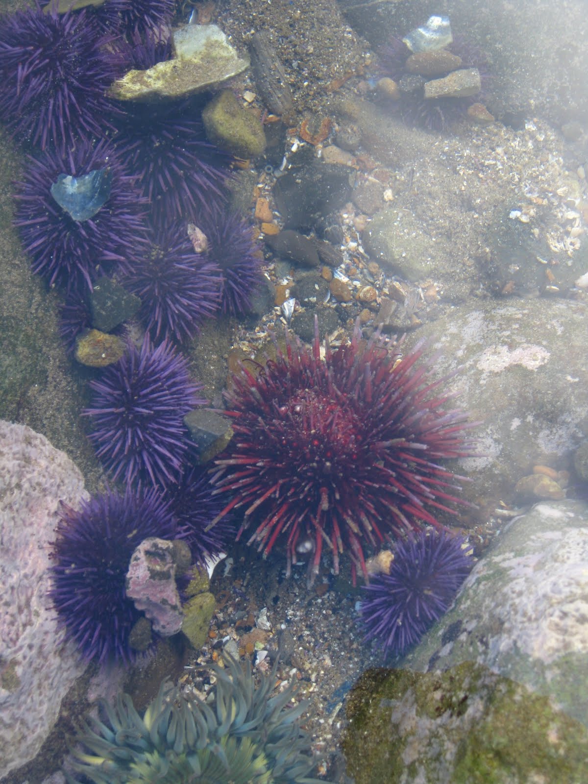 Abalone Cove tide pools May 2010