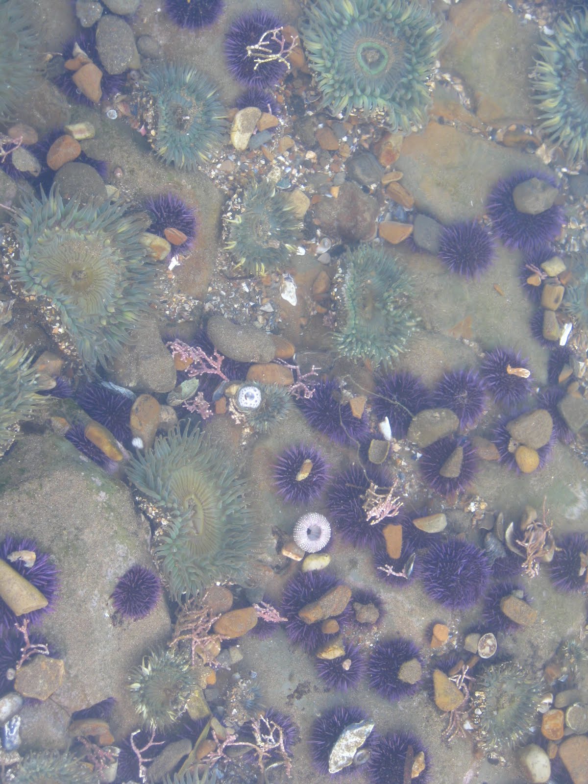 Abalone Cove tide pools May 2010