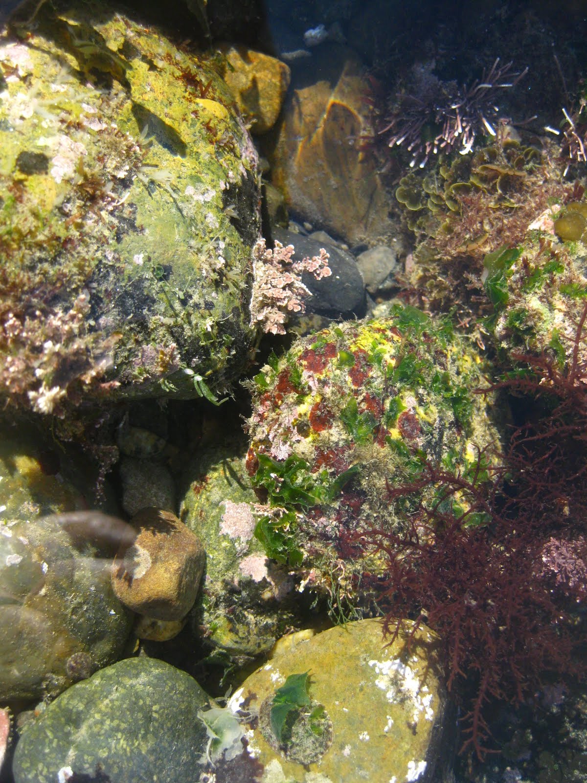 Doheny State Beach Tide Pools October 2010