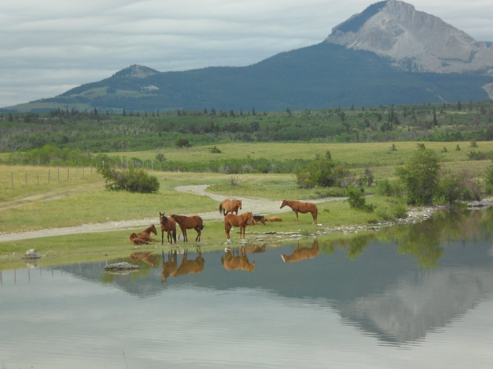 TCC Designs Wild Horses in Montana