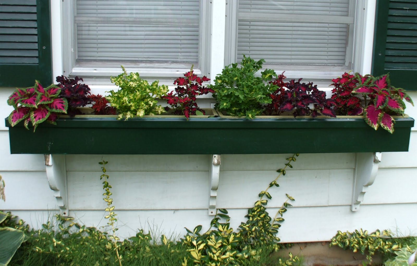 A Rose in the Garden A First Year Gardener