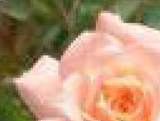 Rose Simple Bitmap Blogging-Bobcat: Vector V. Bitmap (Raster)