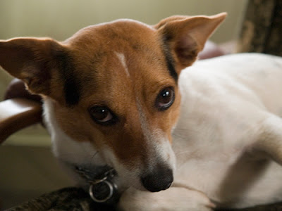 Jack Russell Terrier Mixed Breed Dog | Jack Russell Terrier