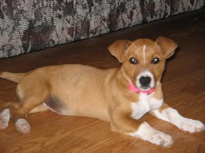 Jack Russell Terrier Mixed Breed Dog | Jack Russell Terrier