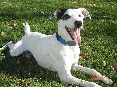 Jack Russell Terrier Mixed Breed Dog | Jack Russell Terrier