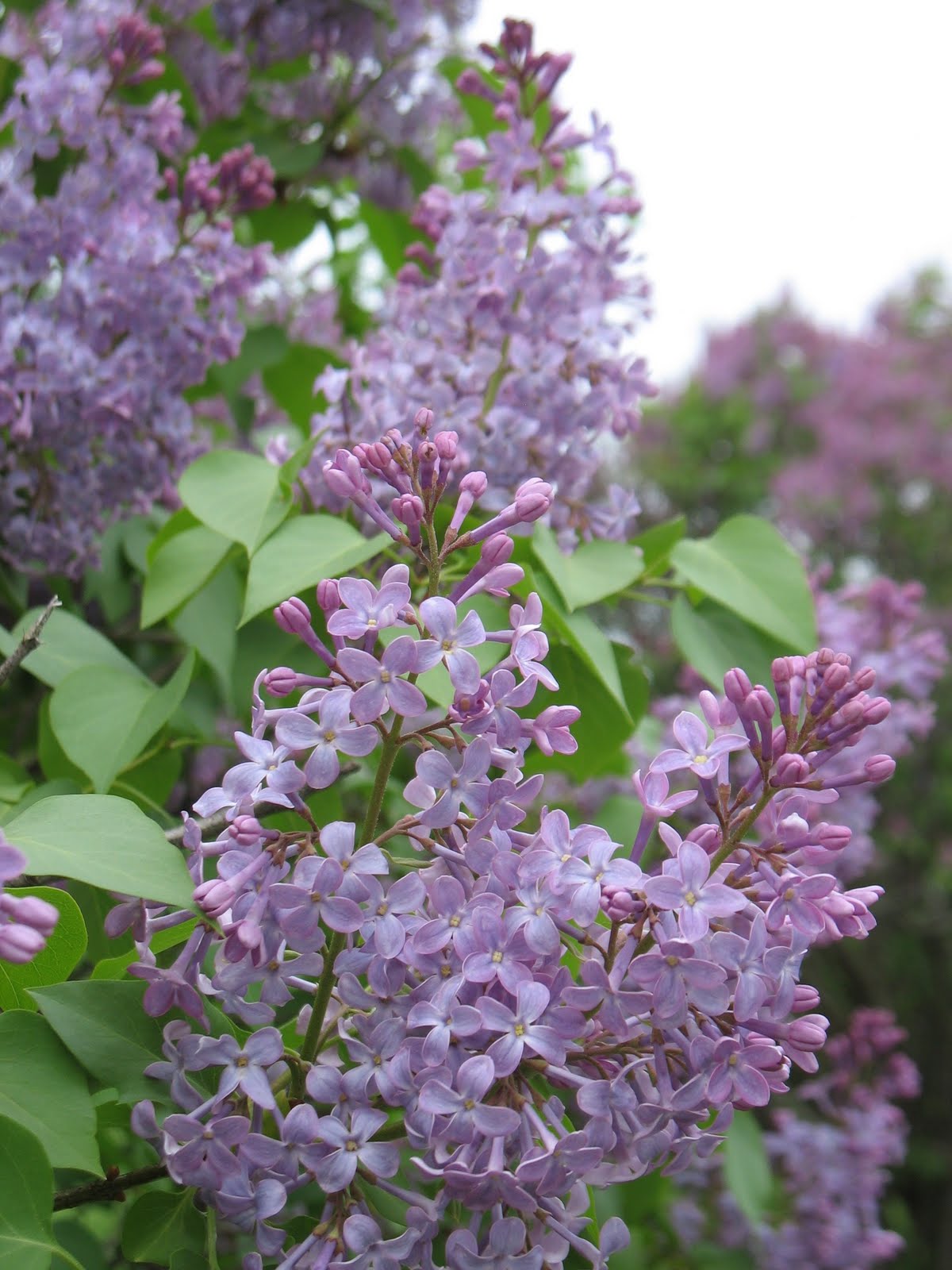 Iowa Grasslands: Lilacs