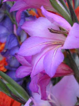 Se estrela caísse na terra, seria flor!