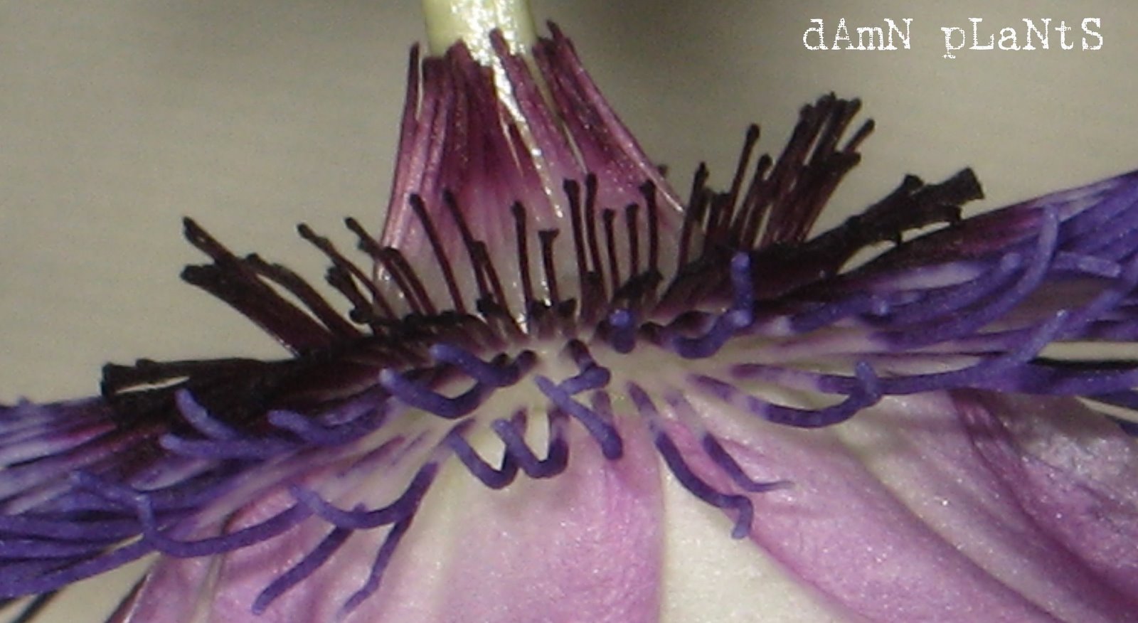 [passion+flower+extreme+close+up+pro.jpg]