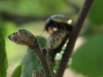 dAmN pLaNtS: Insect Porn