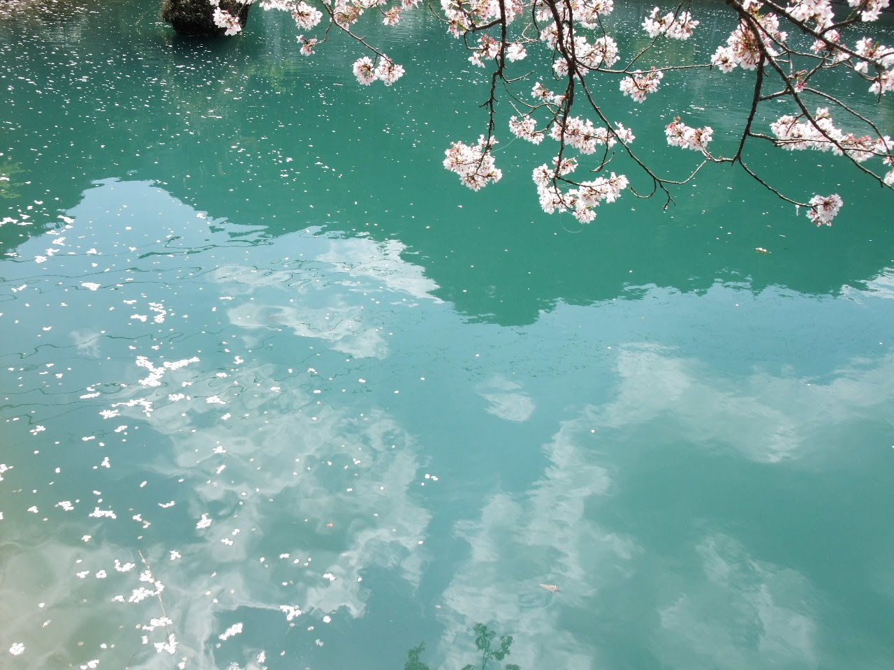 Сакура вода. Сакура у воды. Сакура бирюзовая. Красивые картинки природы в мятном цвете. Мятная вода.