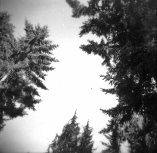 Looking at the sky through the tips of the trees in a forest.